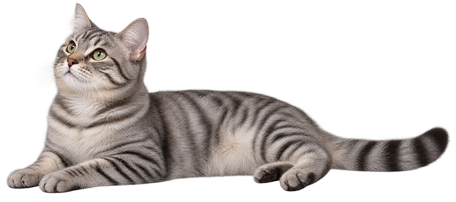 Reclining silver tabby cat