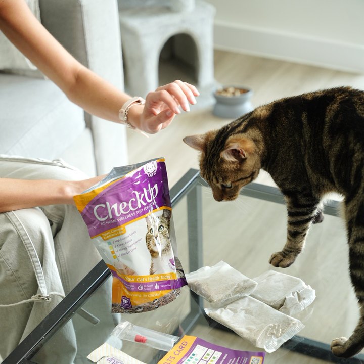A cat exploring a CheckUp kit with its pet parent