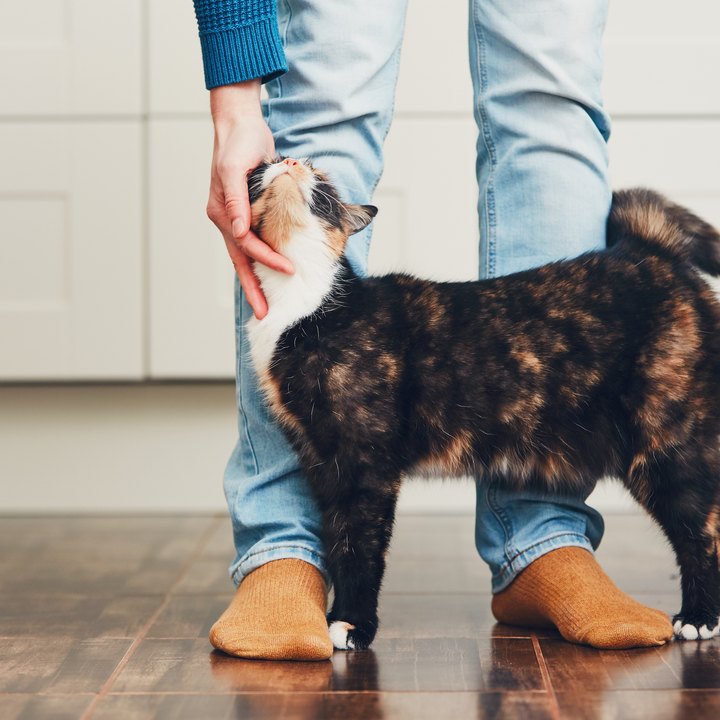 A cat affectionately rubbing against its pet parent’s legs